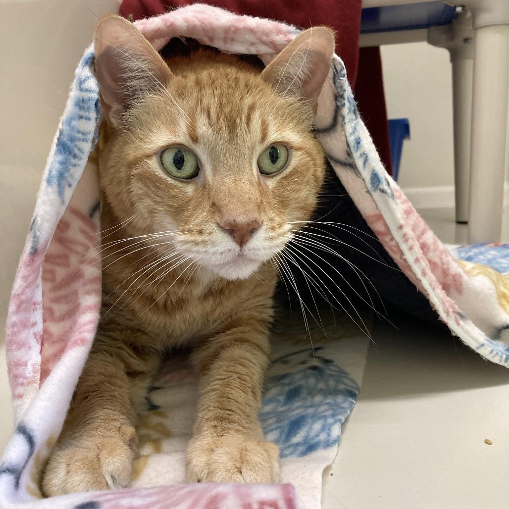 Enlarge Milo, a Adoptable Domestic Short Hair in St. Helena, CA image 5/6