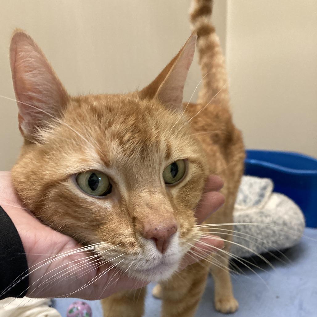 Enlarge Milo, a Adoptable Domestic Short Hair in St. Helena, CA image 6/6