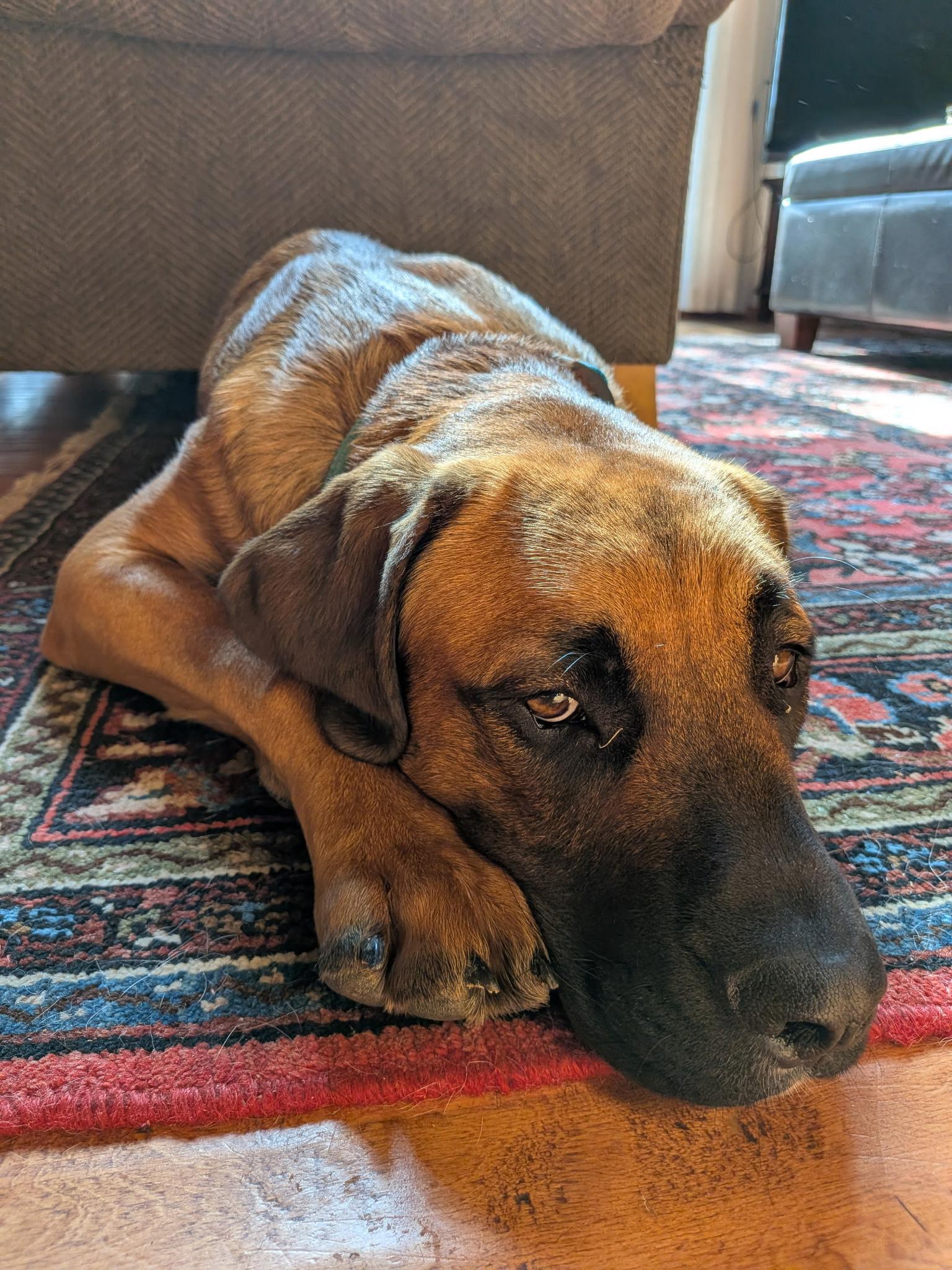 Enlarge ANGUS - Big Brains, Bigger Paws - Goofy Dog, a Adoptable mixed breed in Dallas, TX image 3/6