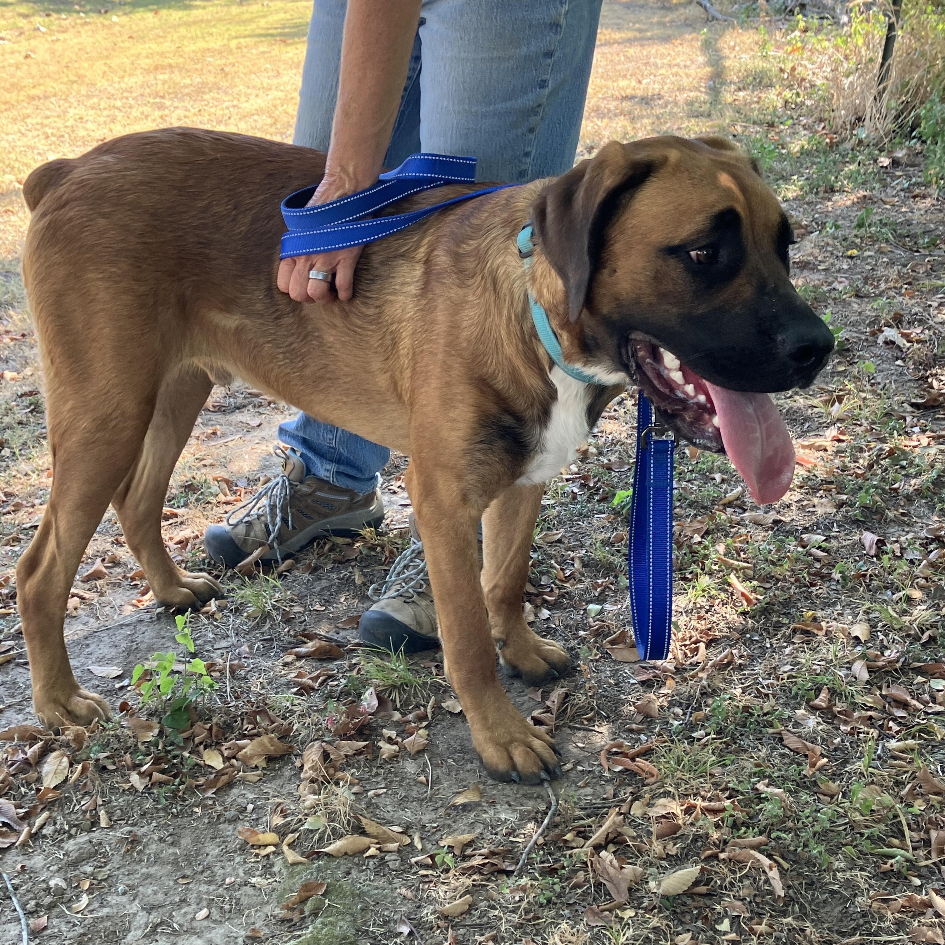 Enlarge ANGUS - Big Brains, Bigger Paws - Goofy Dog, a Adoptable mixed breed in Dallas, TX image 2/6