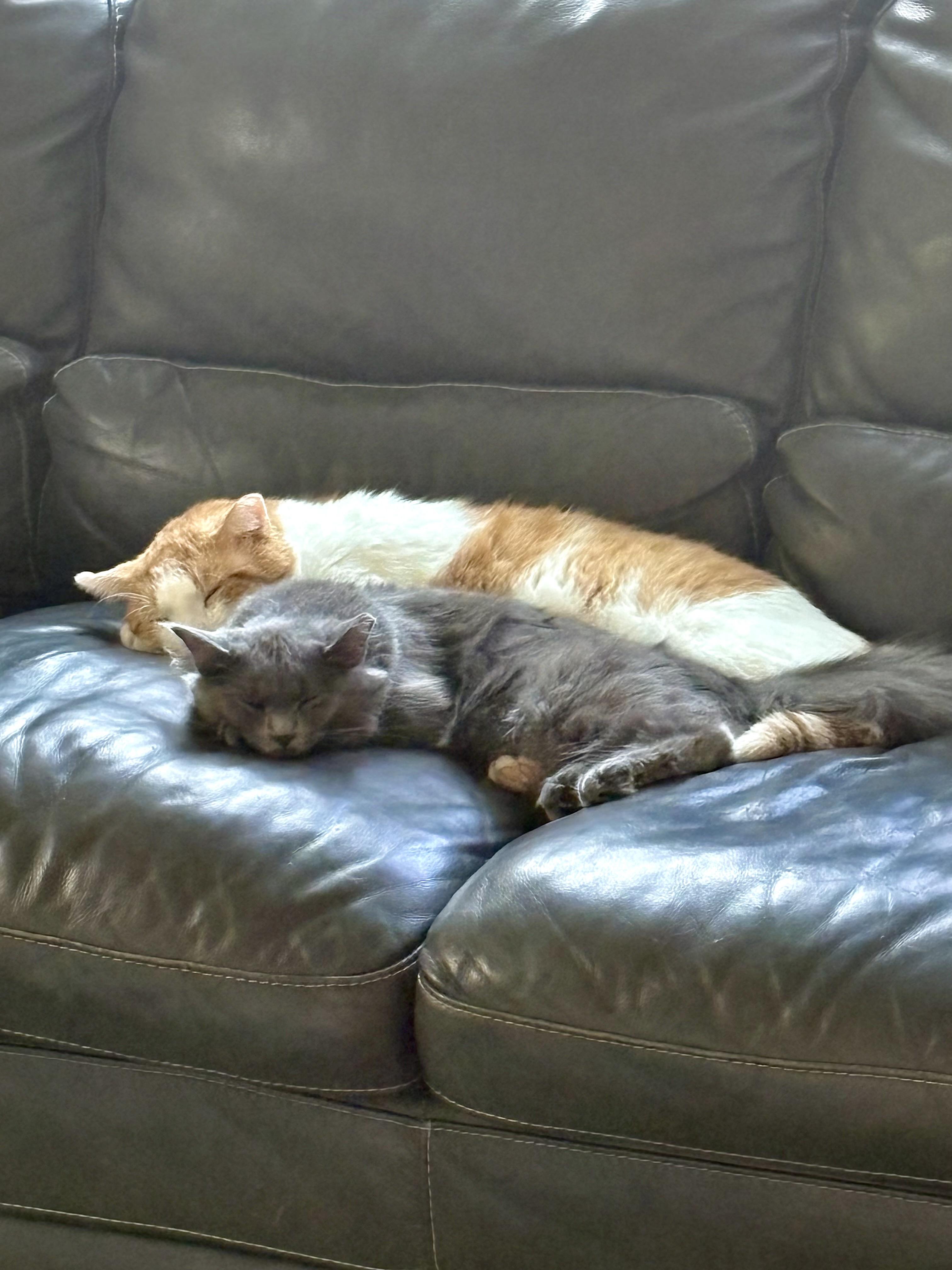 Enlarge Alaska, an adoptable Domestic Medium Hair in Warrenville, IL image 3/5