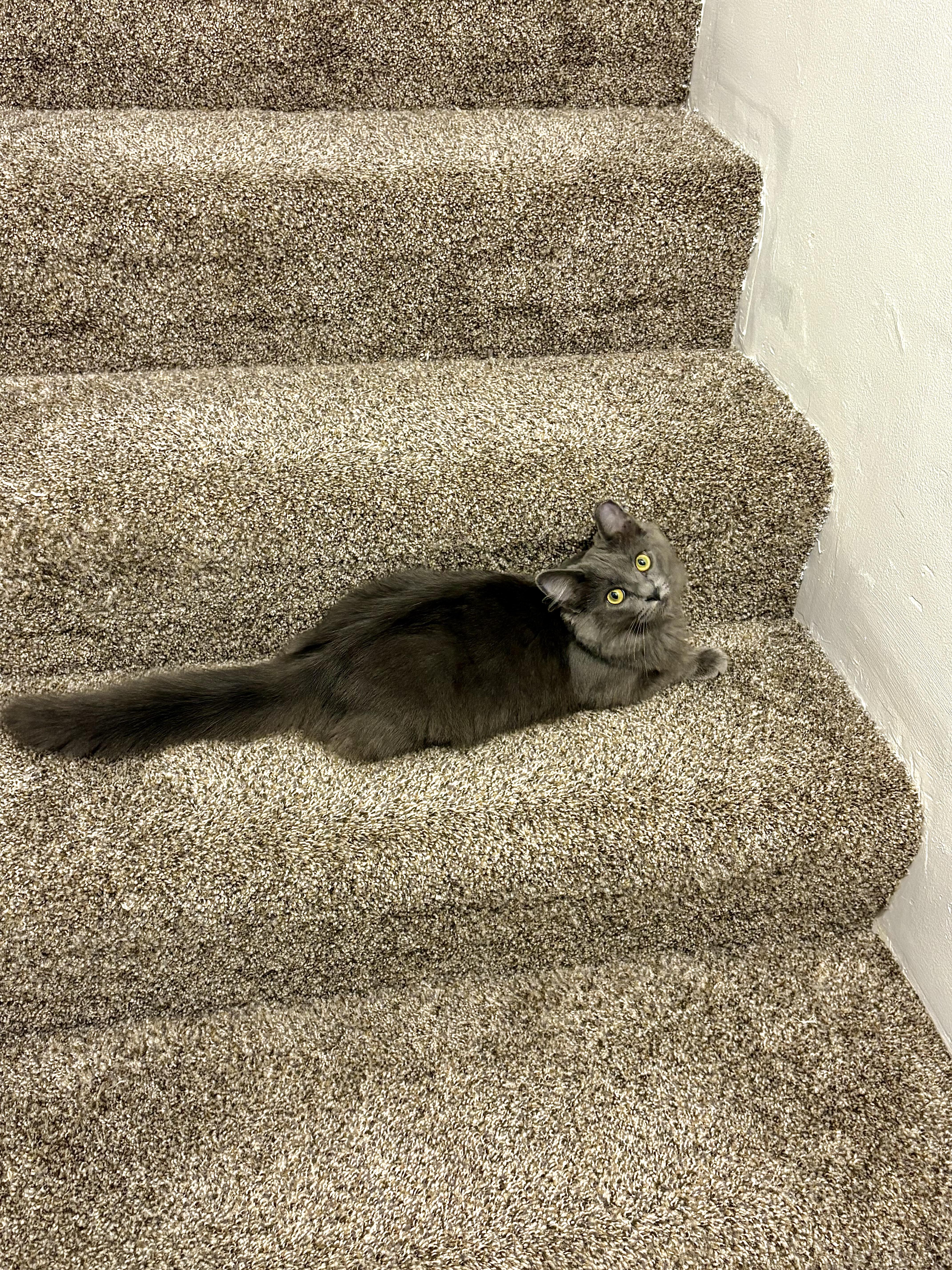 Enlarge Alaska, an adoptable Domestic Medium Hair in Warrenville, IL image 5/5