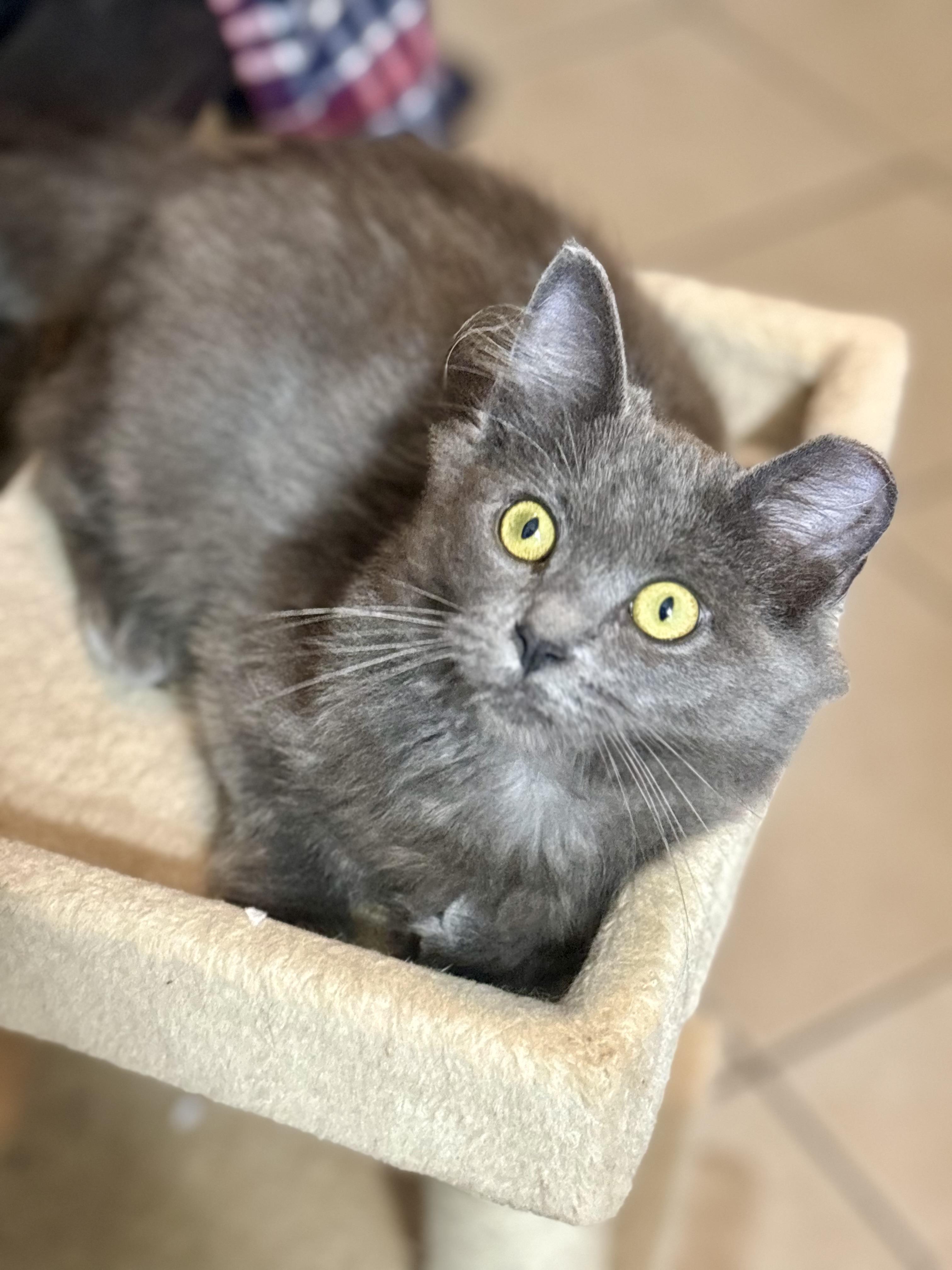 Enlarge Alaska, an adoptable Domestic Medium Hair in Warrenville, IL image 1/5