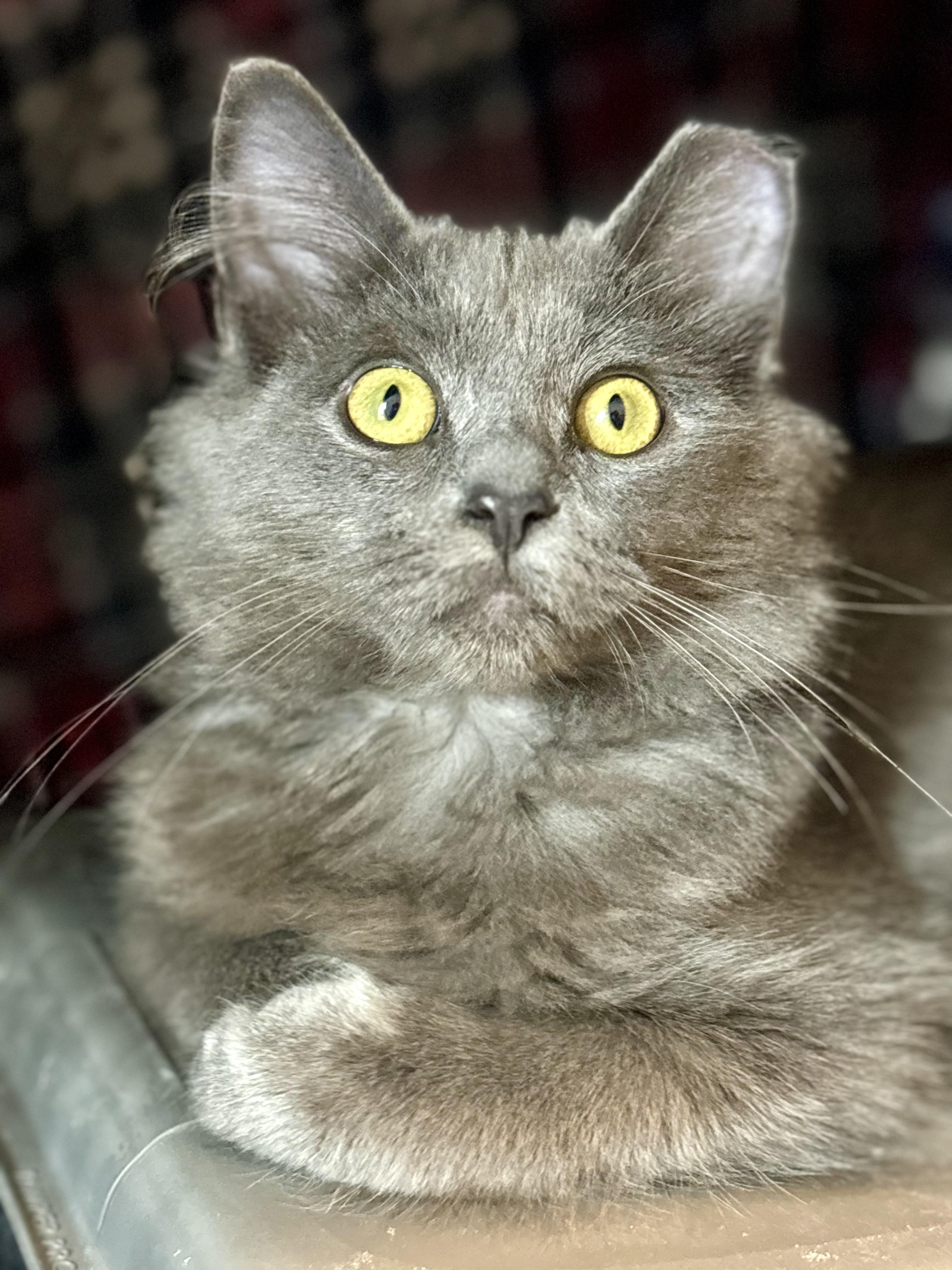 Enlarge Alaska, an adoptable Domestic Medium Hair in Warrenville, IL image 4/5