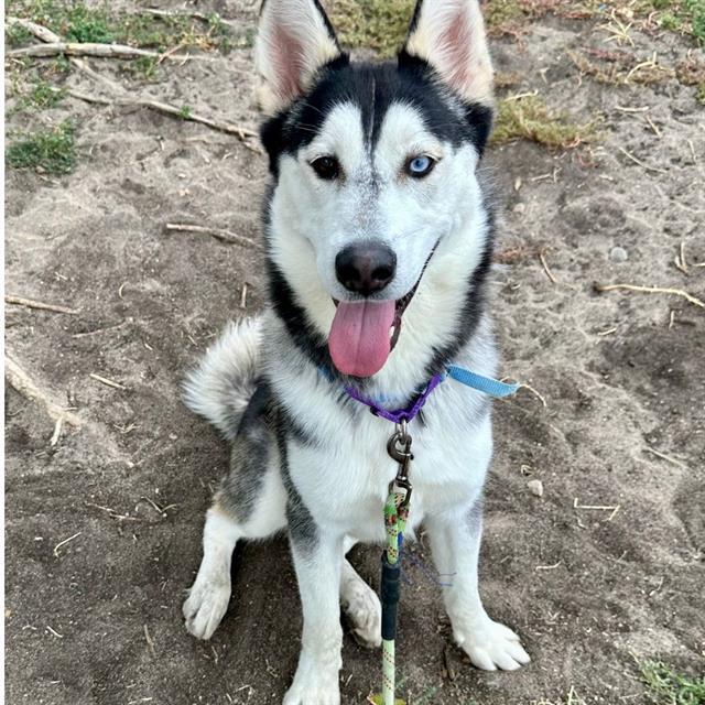 Enlarge S'MORES, a Adoptable Husky in Aurora, CO image 1/1