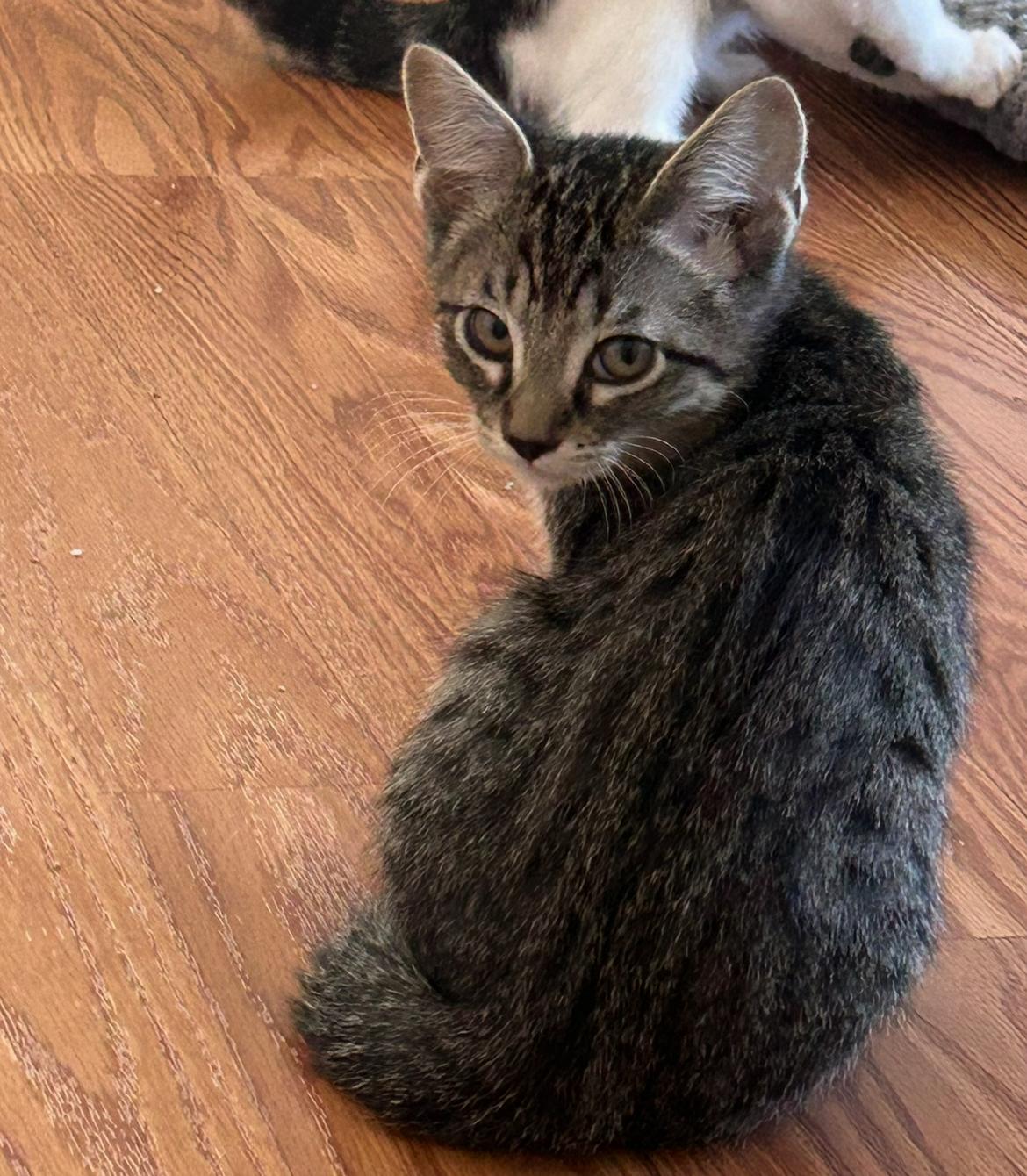 Meow Meow, Adopted, Kitten Female Domestic Short Hair.