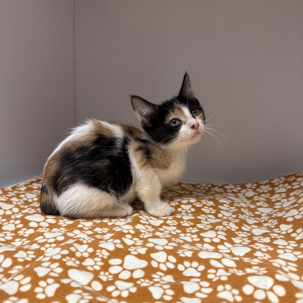 kitten 1, Adoptable, Kitten Female Domestic Medium Hair.