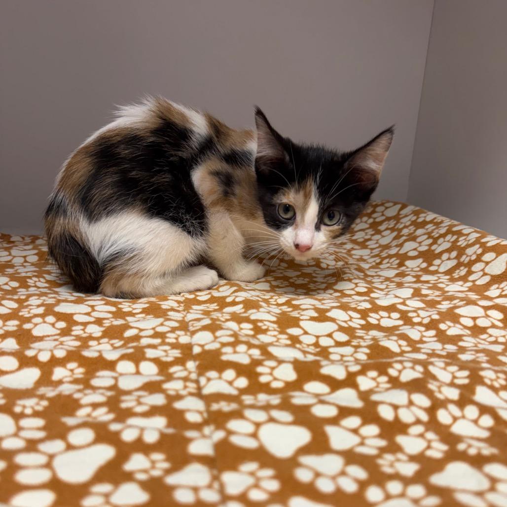 Enlarge kitten 1, a Adoptable Domestic Medium Hair in Fulton, MO image 2/3