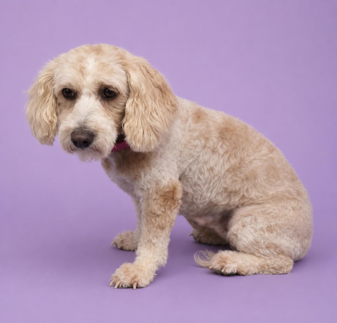 Enlarge Tosha, an adopted mixed breed in Wheelersburg, OH image 2/2
