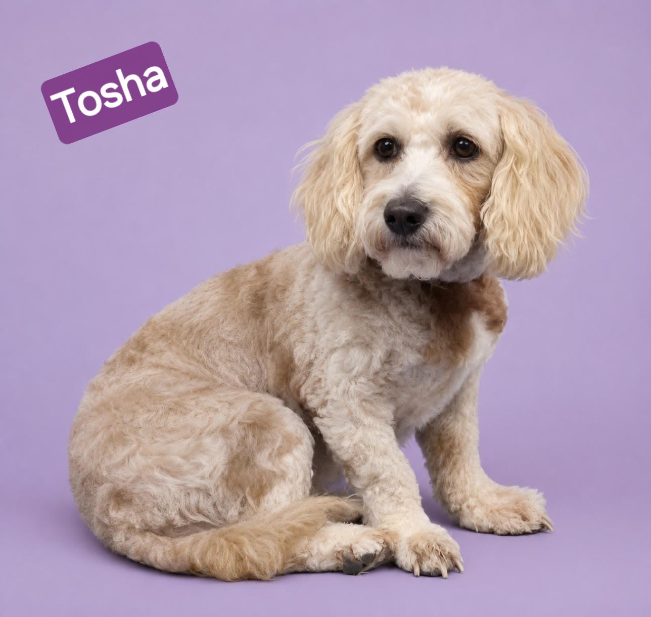 Enlarge Tosha, an adopted mixed breed in Wheelersburg, OH image 1/2