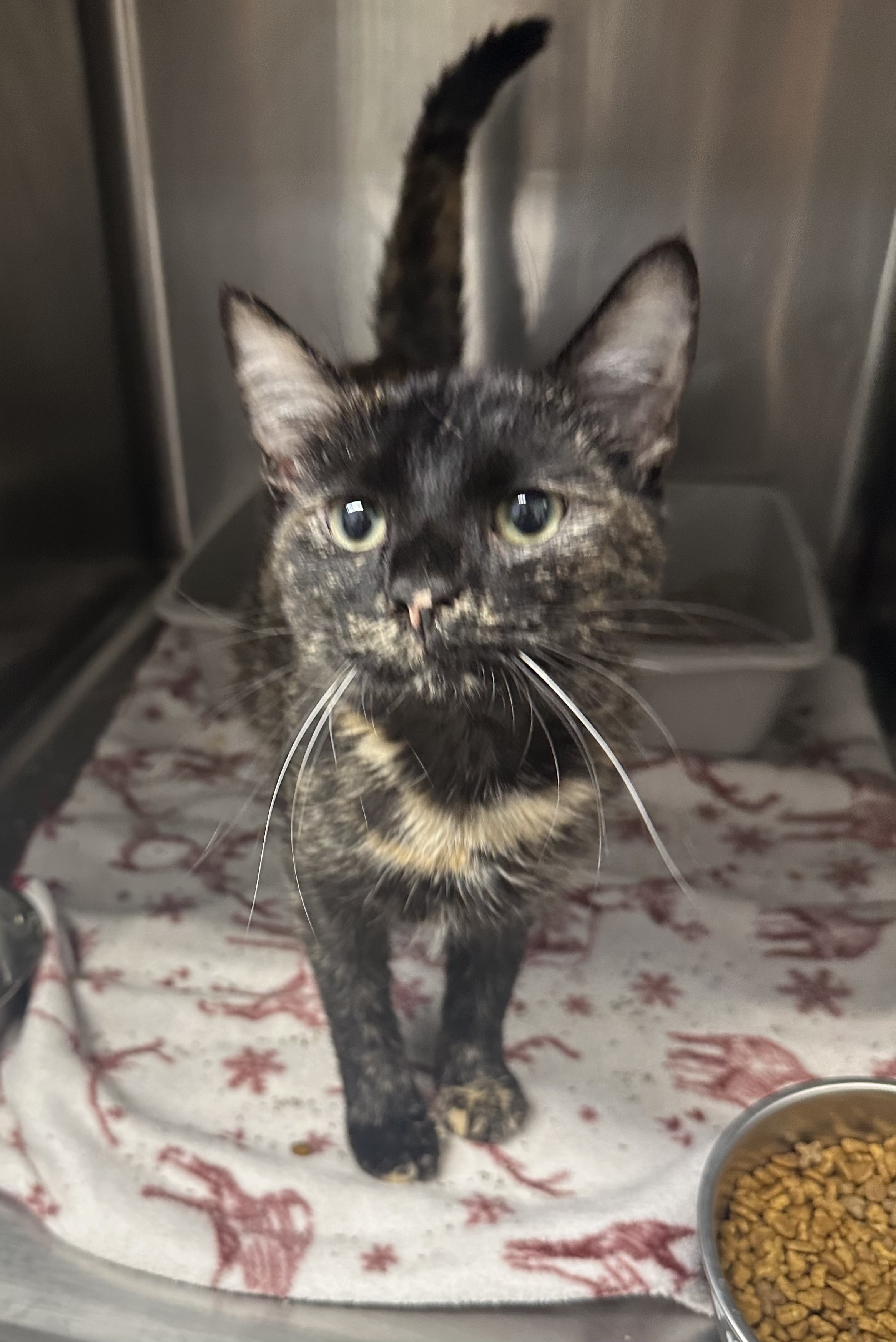 Sriracha, Adopted, Young Female Tortoiseshell.