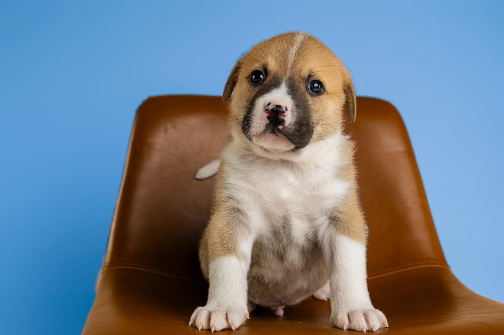 Enlarge Quinn, an adopted mixed breed in Tyler, TX image 1/4