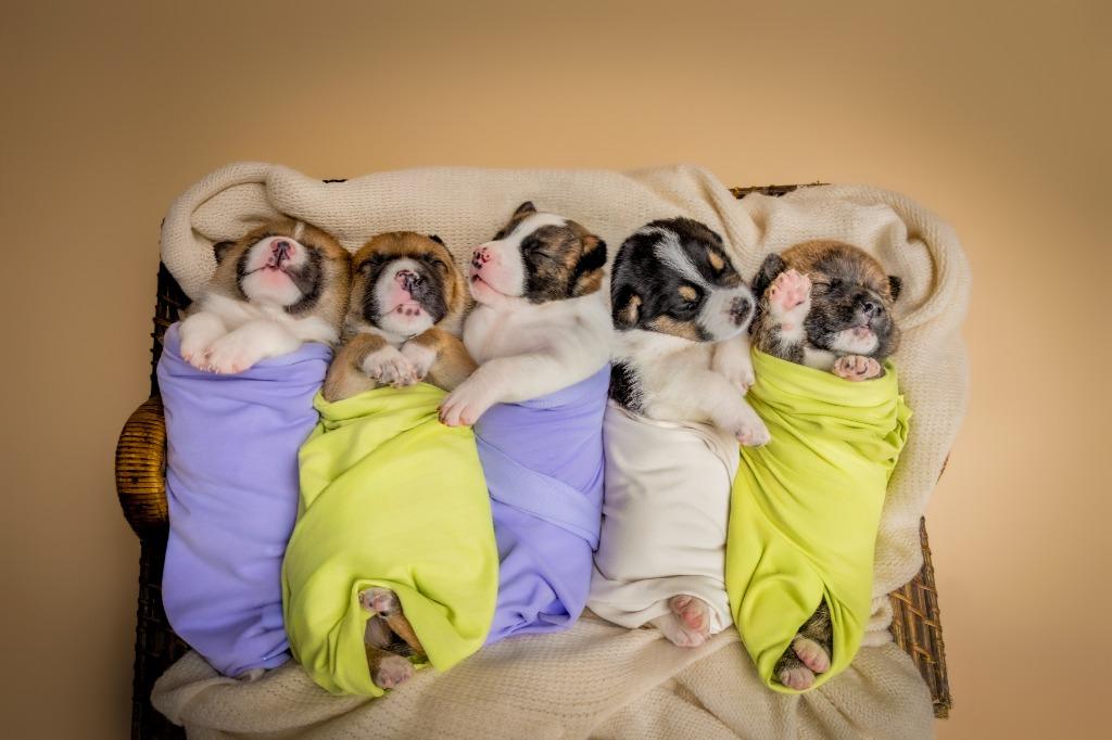 Enlarge Quinn, an adopted mixed breed in Tyler, TX image 4/4