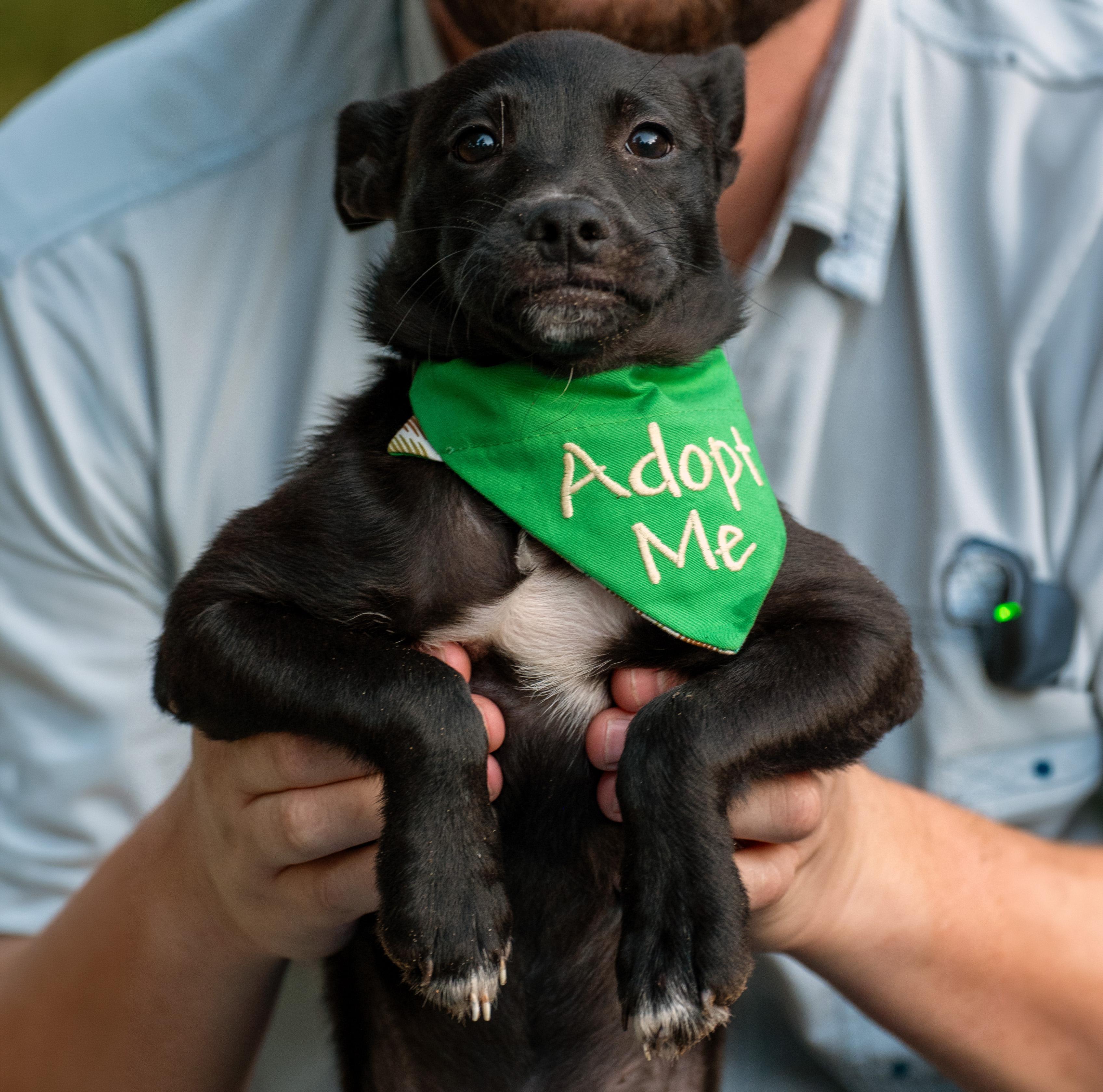 Enlarge Orion, a Adoptable mixed breed in Bothell, WA image 5/6