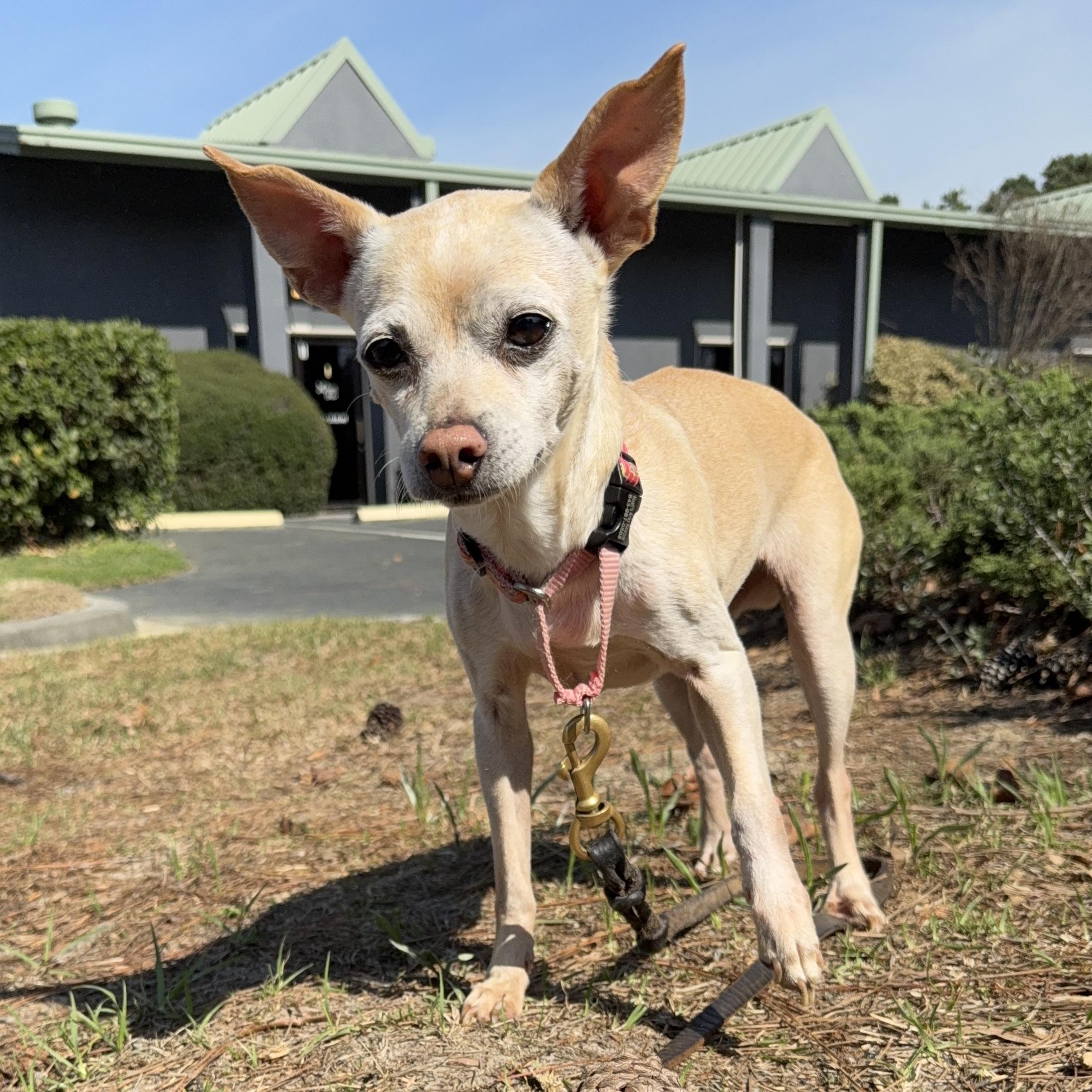 Enlarge TINY, a ADOPTABLE Chihuahua in Ridgeland, SC image 6/6