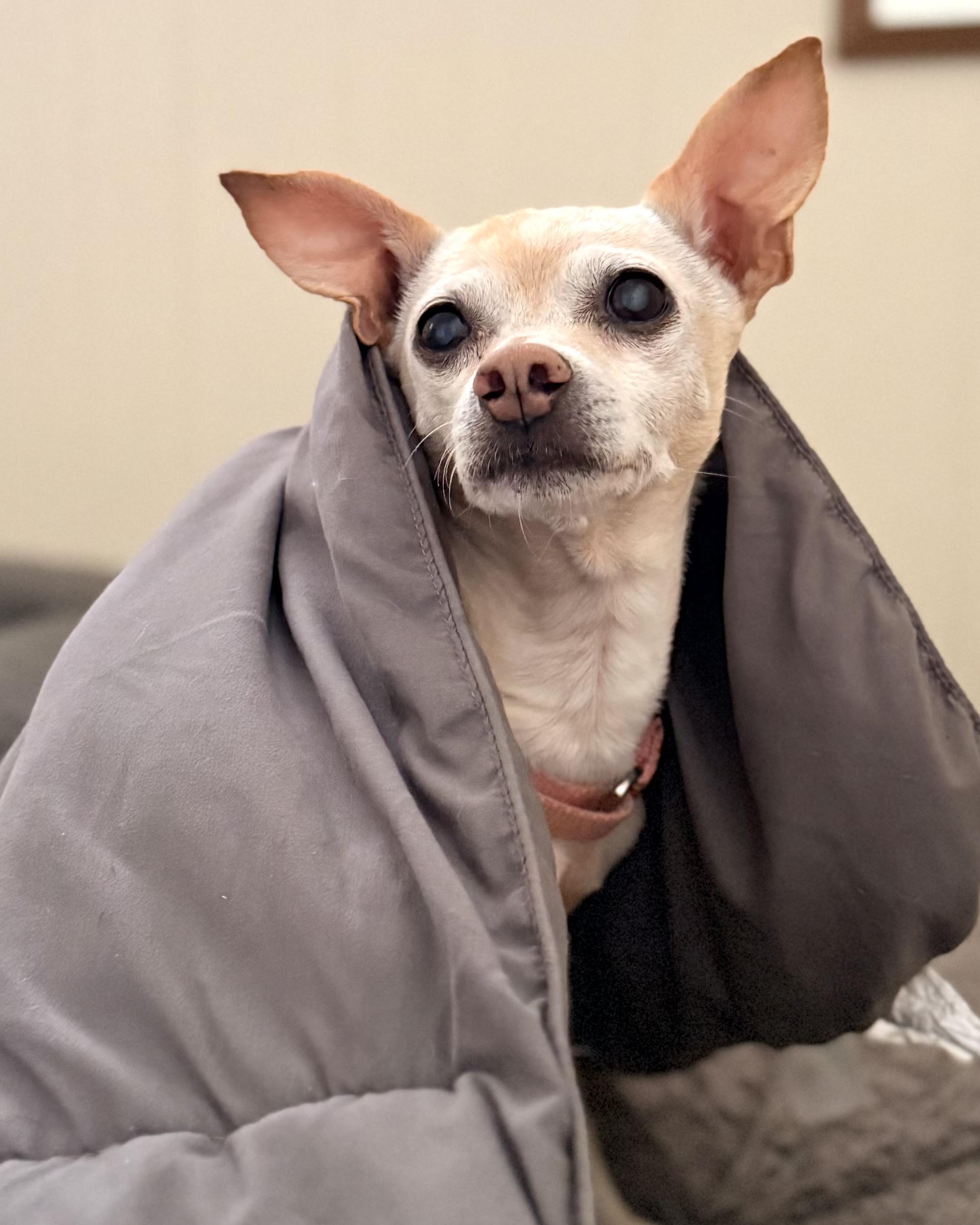 Enlarge TINY, a ADOPTABLE Chihuahua in Ridgeland, SC image 5/6