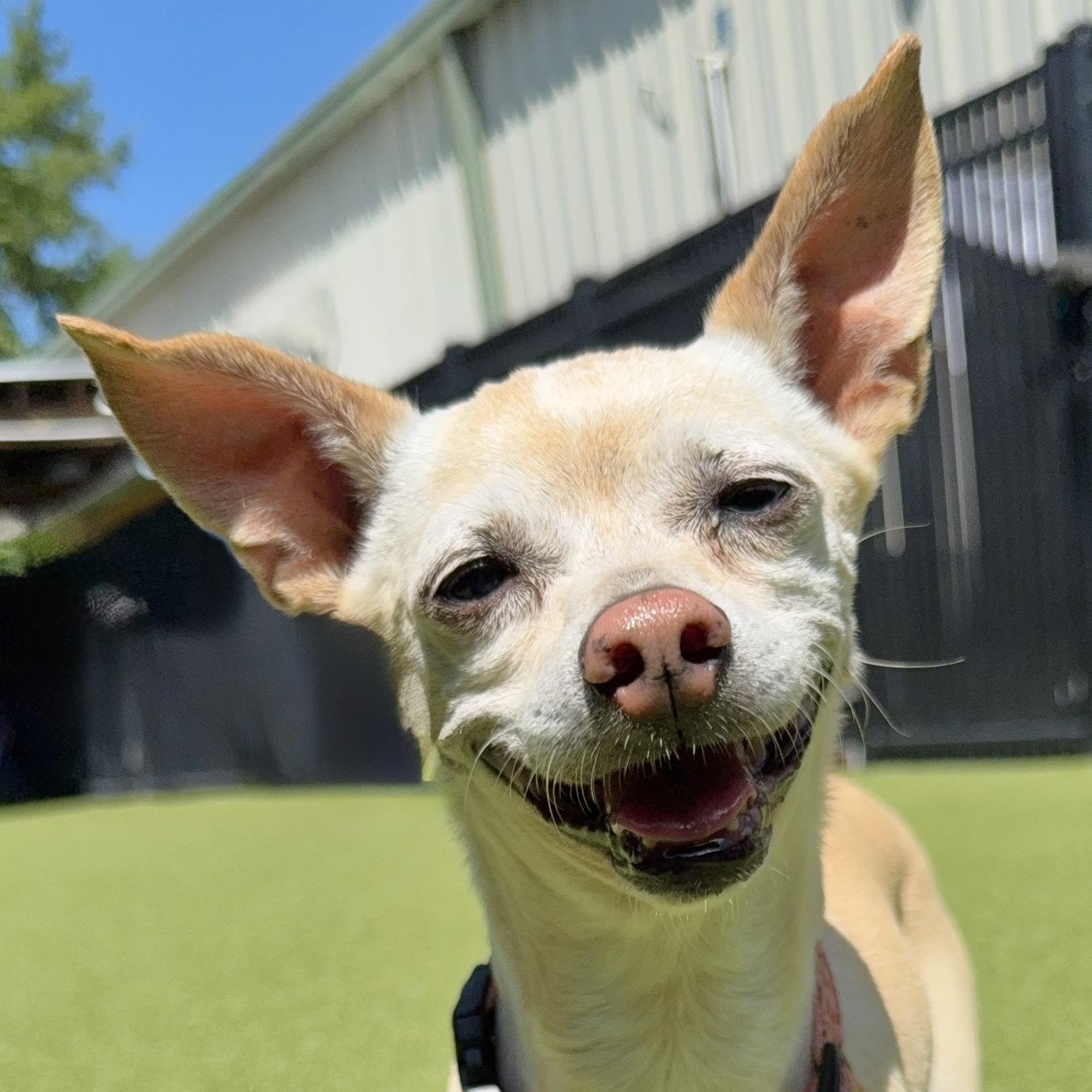 TINY, Adoptable, Senior Male Chihuahua.