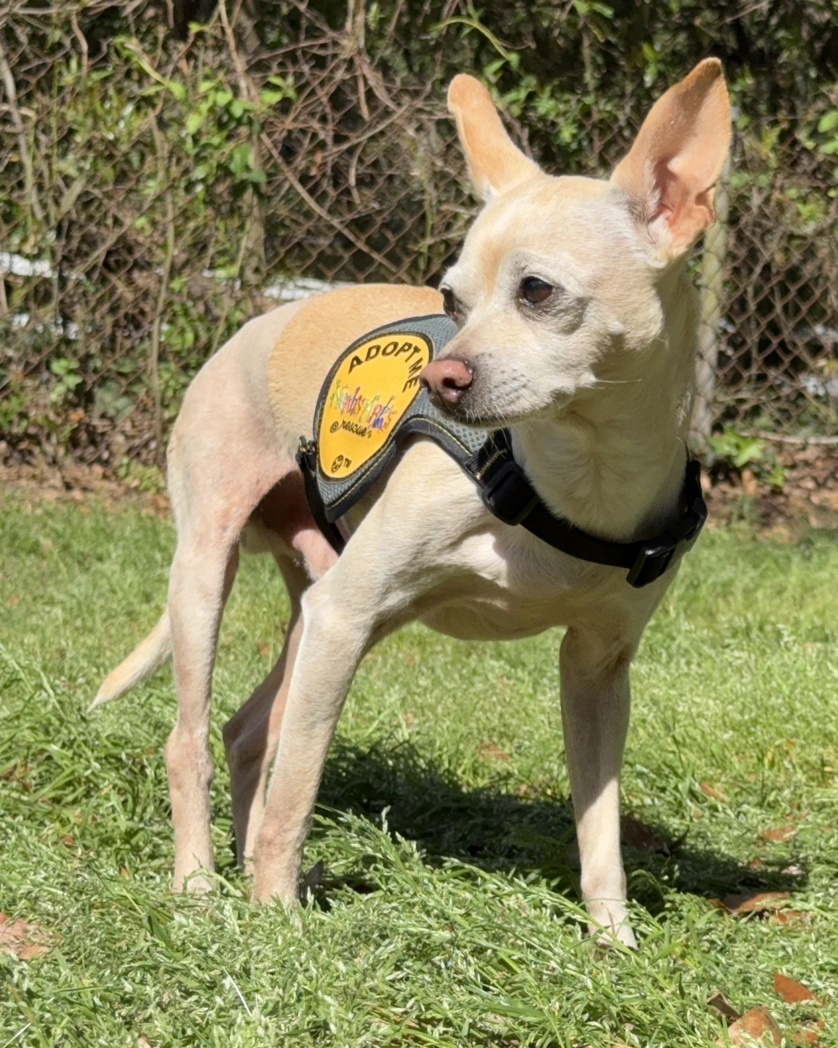 Enlarge TINY, a ADOPTABLE Chihuahua in Ridgeland, SC image 4/6