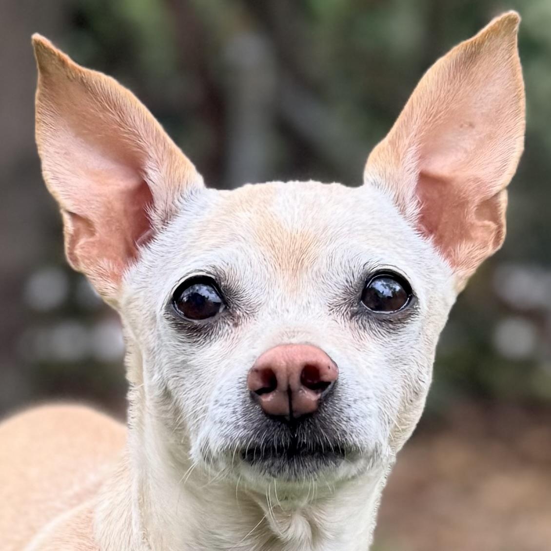 Enlarge TINY, a ADOPTABLE Chihuahua in Ridgeland, SC image 1/6