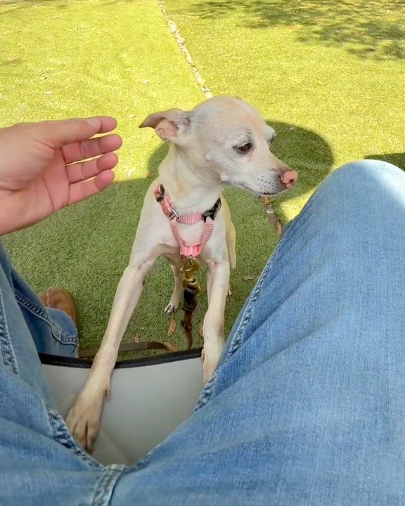 Enlarge TINY, a ADOPTABLE Chihuahua in Ridgeland, SC video 2/6