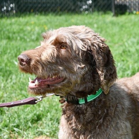 Enlarge Gelato, a Adoptable Standard Poodle in Johnson City, TN image 2/5