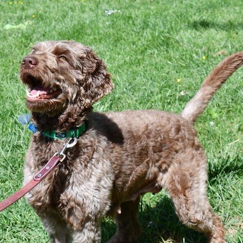 Enlarge Gelato, a Adoptable Standard Poodle in Johnson City, TN image 3/5