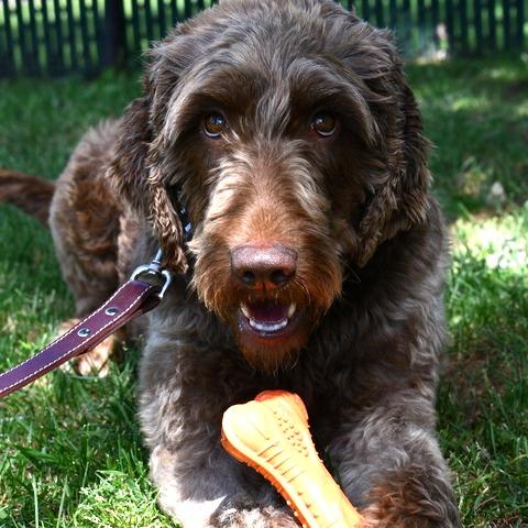 Enlarge Gelato, a Adoptable Standard Poodle in Johnson City, TN image 4/5