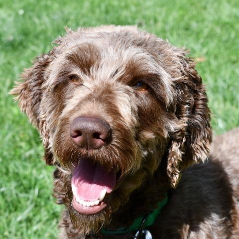 Enlarge Gelato, a Adoptable Standard Poodle in Johnson City, TN image 5/5