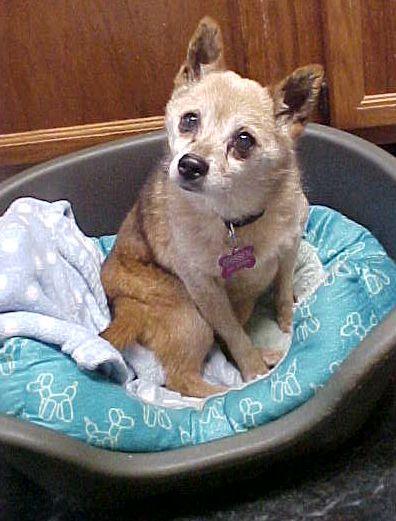 Jazzy - 10 pounds, Adopted, Senior Female Shiba Inu & Chihuahua.