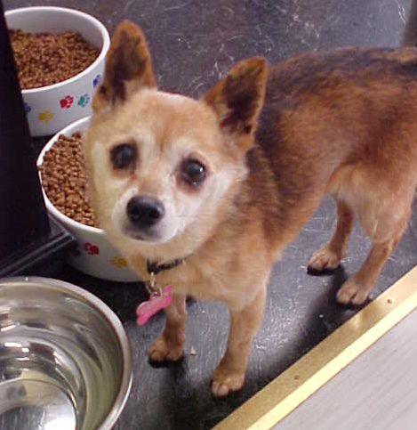 Jazzy - 10 pounds, Adopted, Senior Female Shiba Inu & Chihuahua.