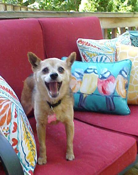 Jazzy - 10 pounds, a Adopted mixed breed in California, MD image 3/6