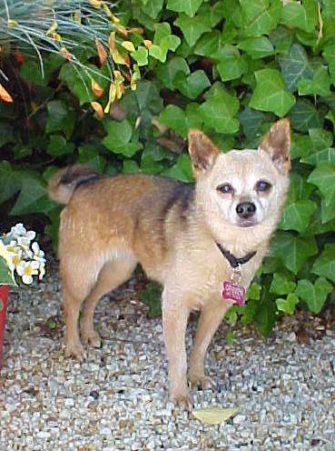 Jazzy - 10 pounds, a Adopted mixed breed in California, MD image 4/6