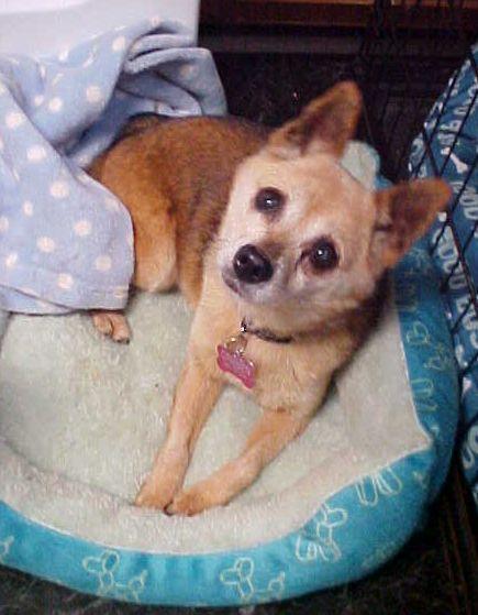 Jazzy - 10 pounds, a Adopted mixed breed in California, MD image 5/6