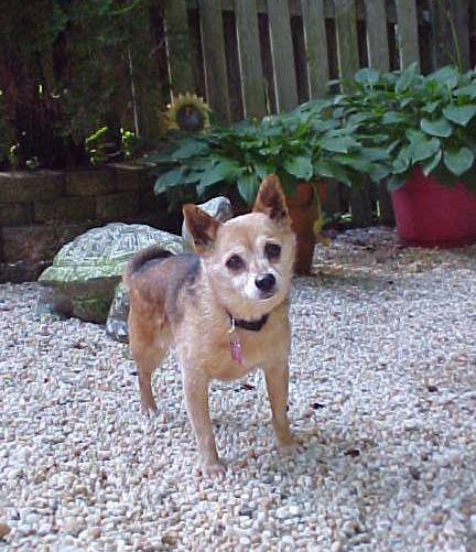 Jazzy - 10 pounds, a Adopted mixed breed in California, MD image 6/6
