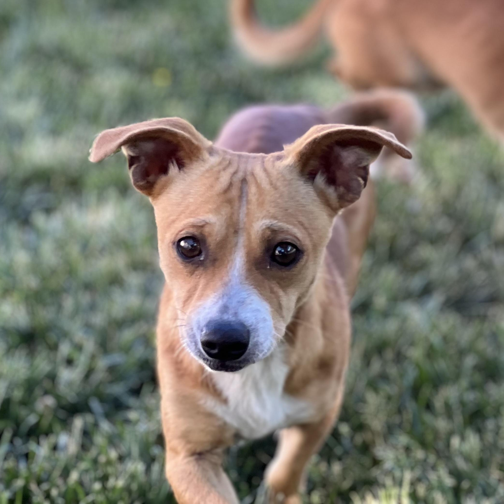 Louie, a ADOPTABLE mixed breed in Hughesville, MD image 2/5