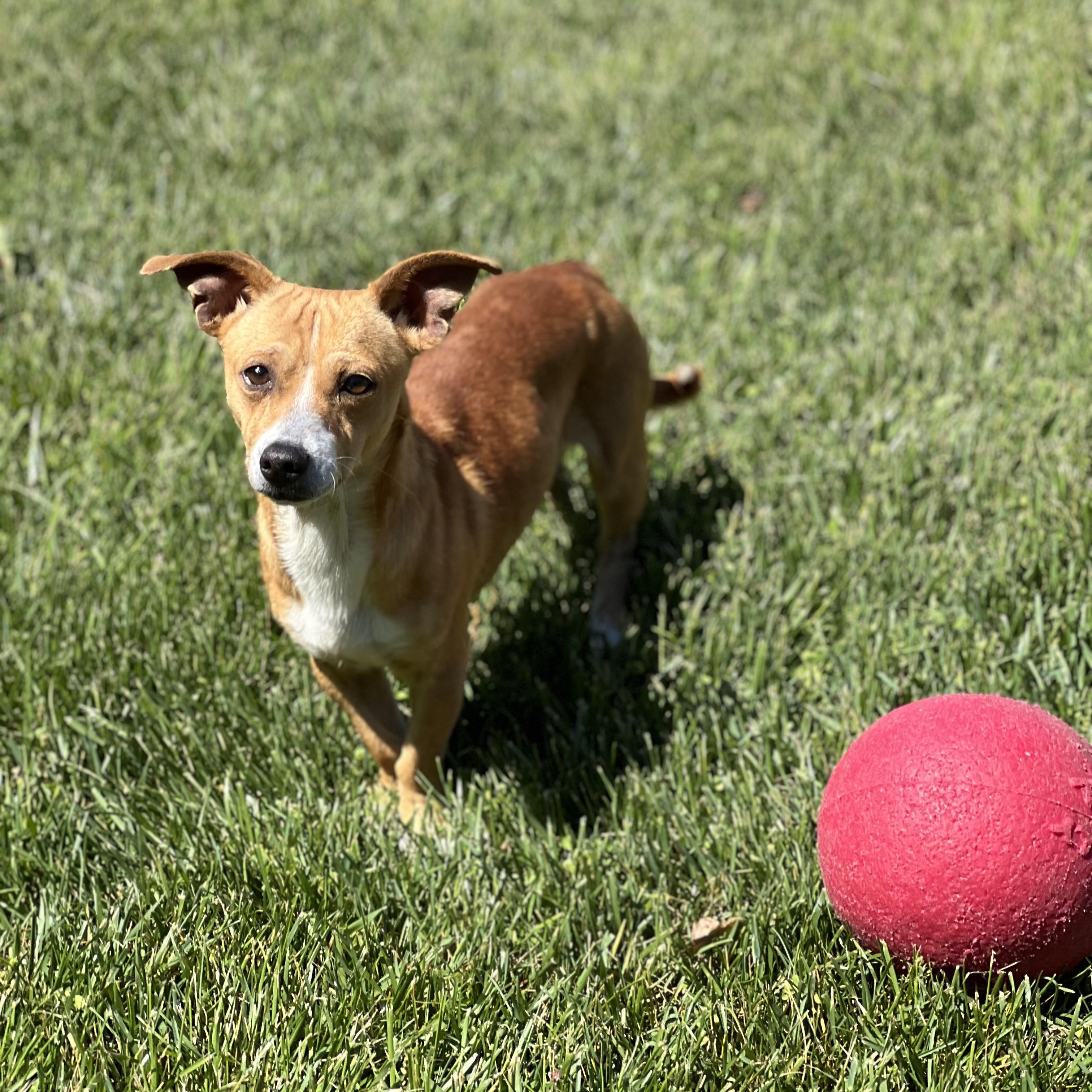 Louie, a ADOPTABLE mixed breed in Hughesville, MD image 5/5