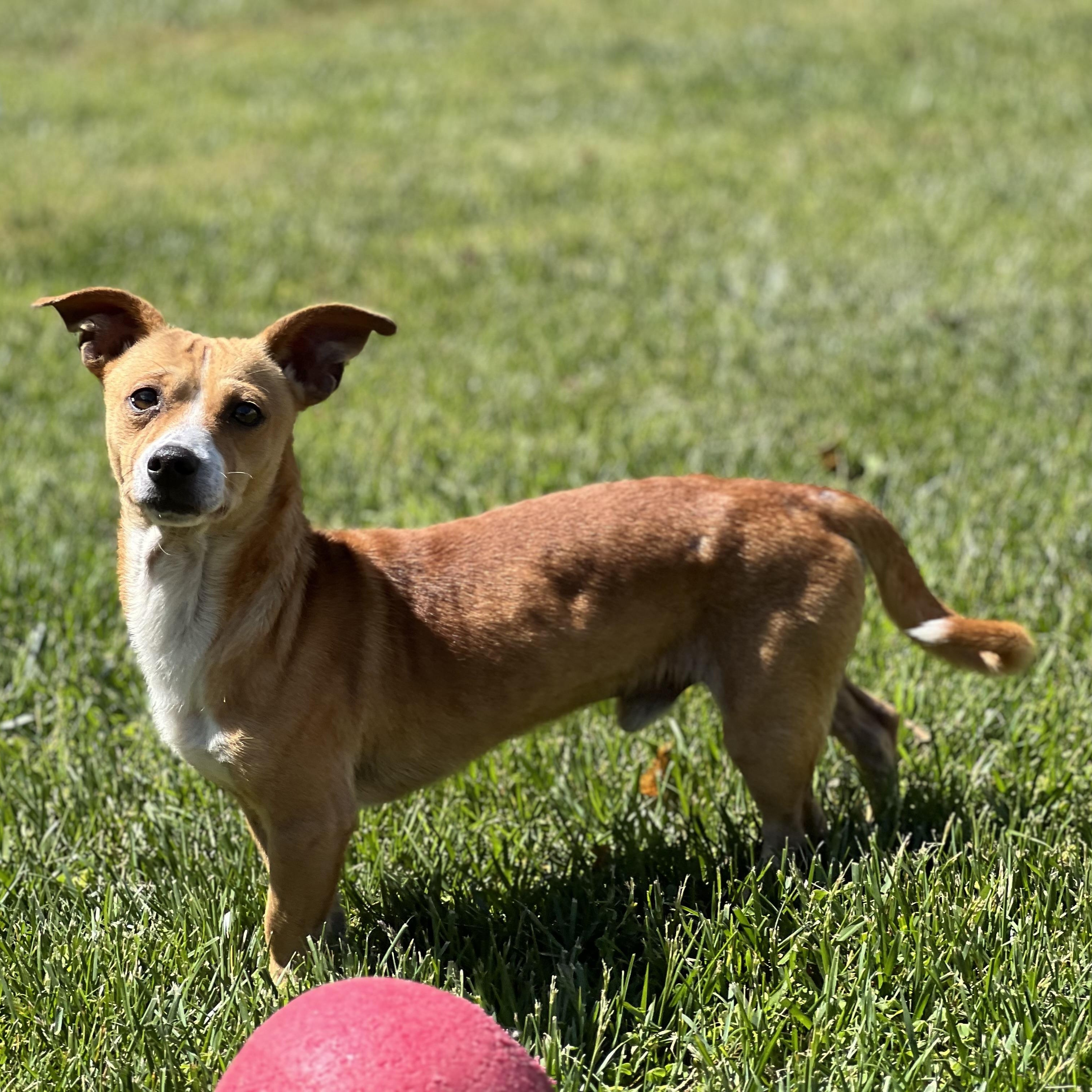 Louie, a ADOPTABLE mixed breed in Hughesville, MD image 4/5