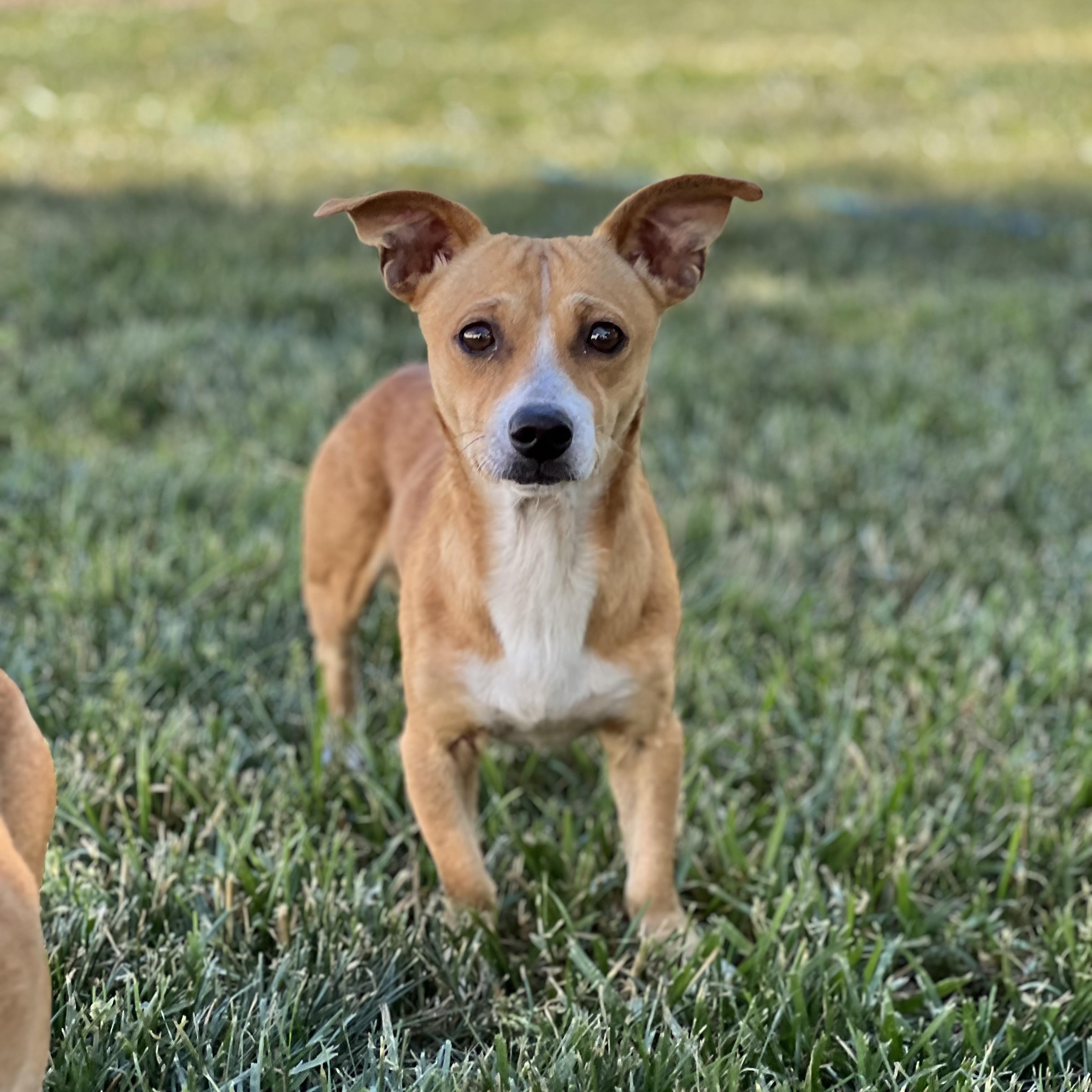 Louie, ADOPTABLE, Adult Male Chihuahua & Dachshund.