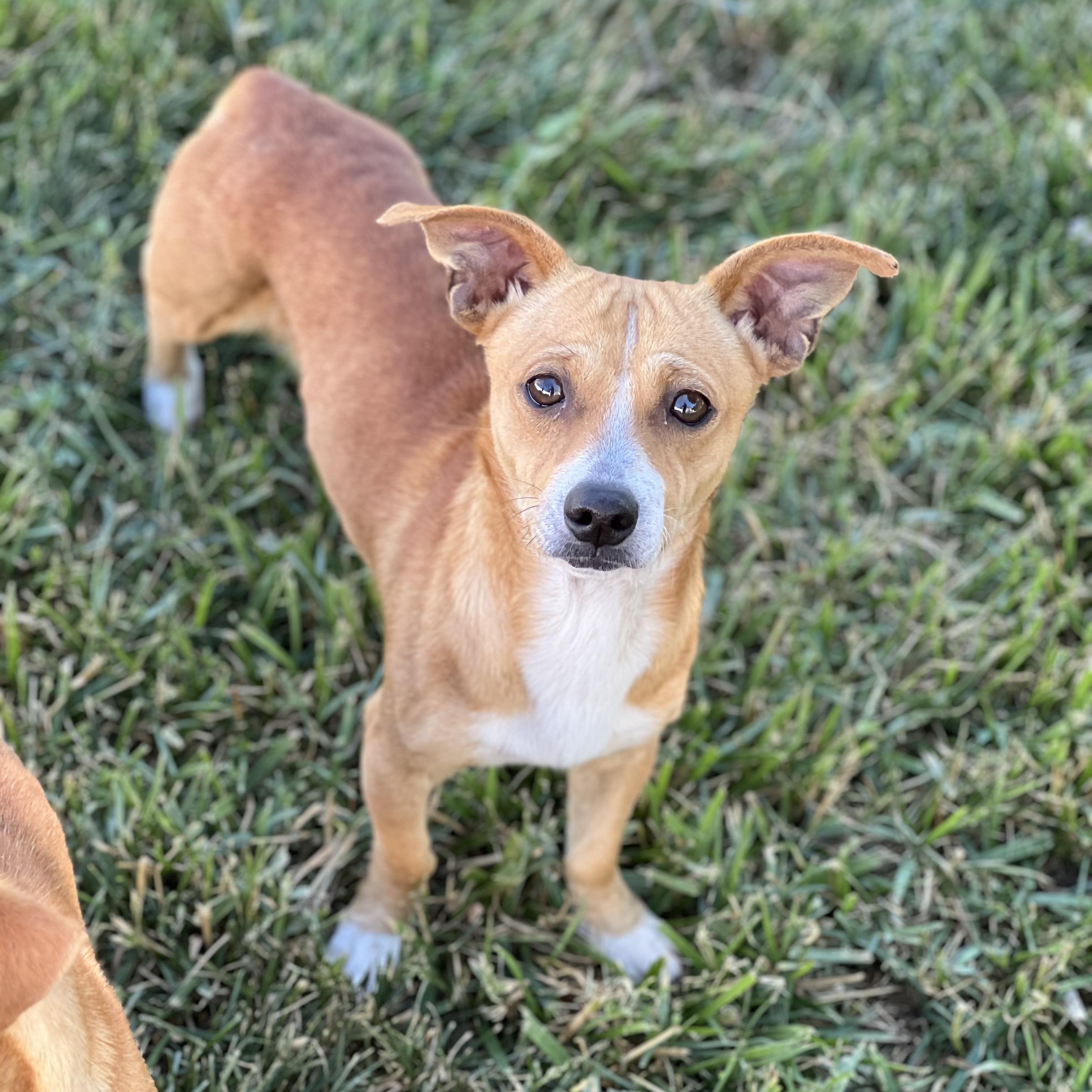 Louie, a ADOPTABLE mixed breed in Hughesville, MD image 3/5