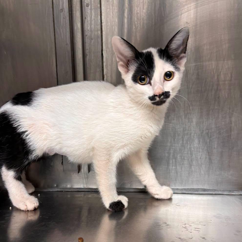 Hickory, ADOPTABLE, Kitten Male Domestic Short Hair.