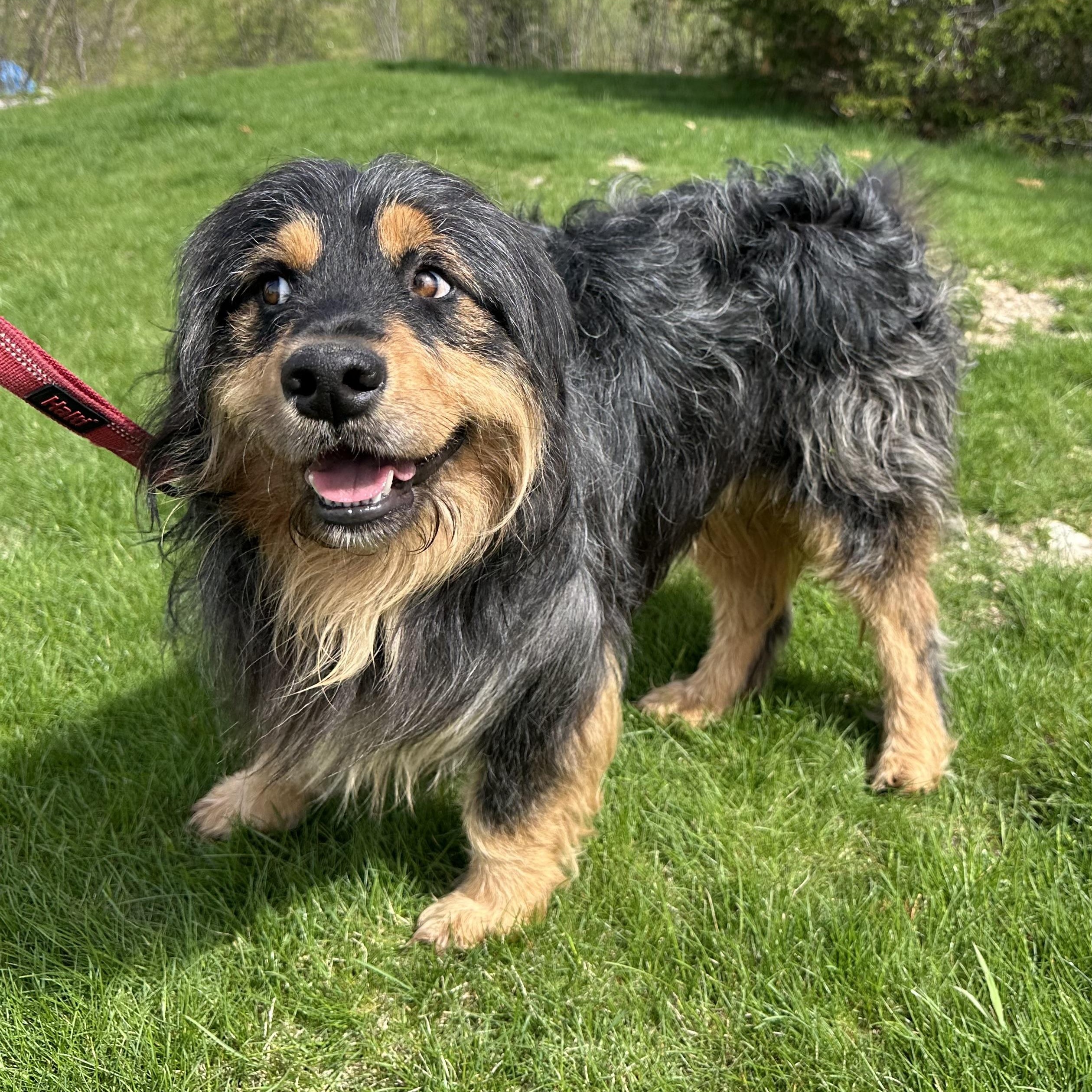 Zeus - Adoption Pending, a ADOPTABLE mixed breed in Hartland, WI image 5/6