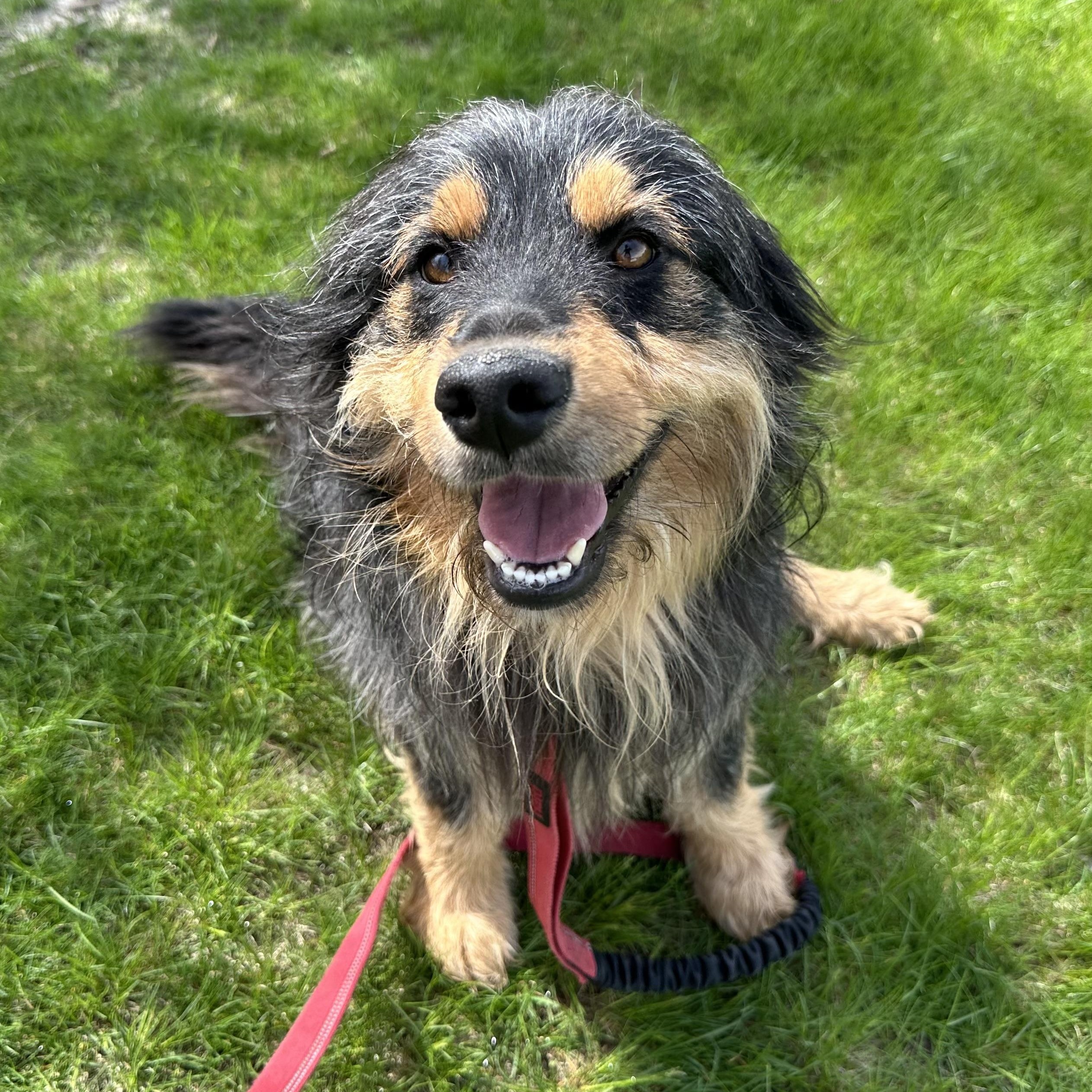Zeus - Adoption Pending, a ADOPTABLE mixed breed in Hartland, WI image 4/6