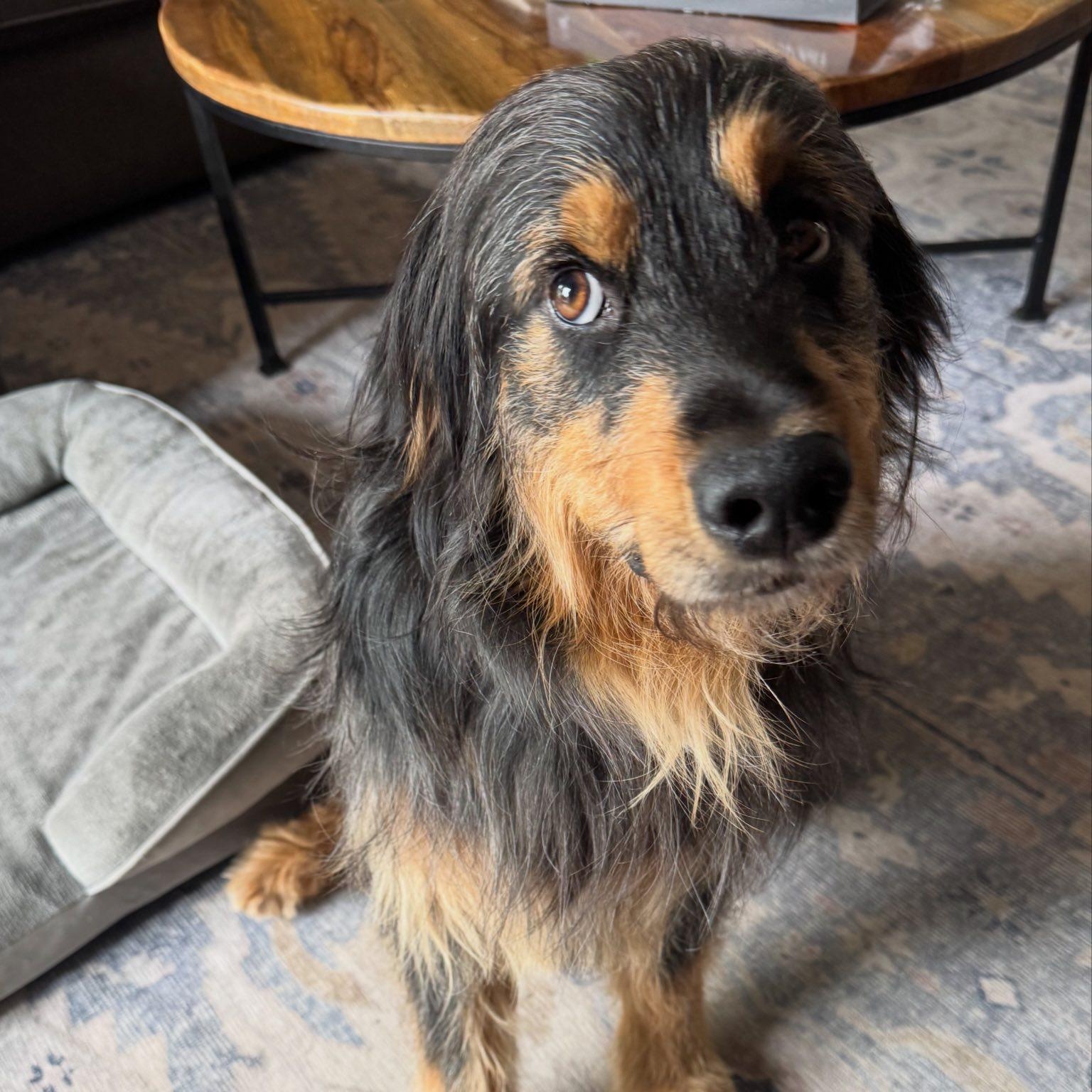 Zeus - Adoption Pending, ADOPTABLE, Adult Male Australian Shepherd.
