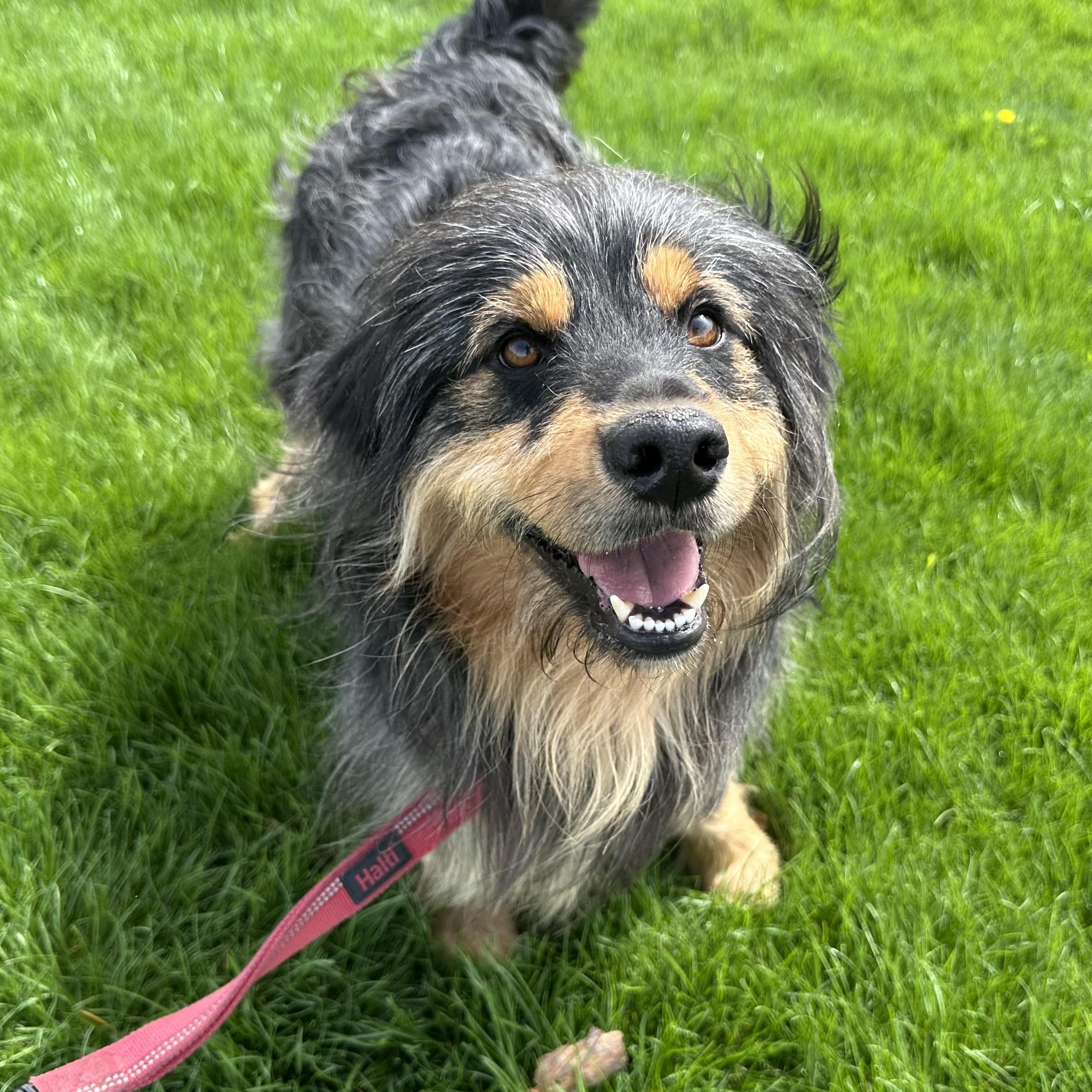 Zeus - Adoption Pending, a ADOPTABLE mixed breed in Hartland, WI image 3/6