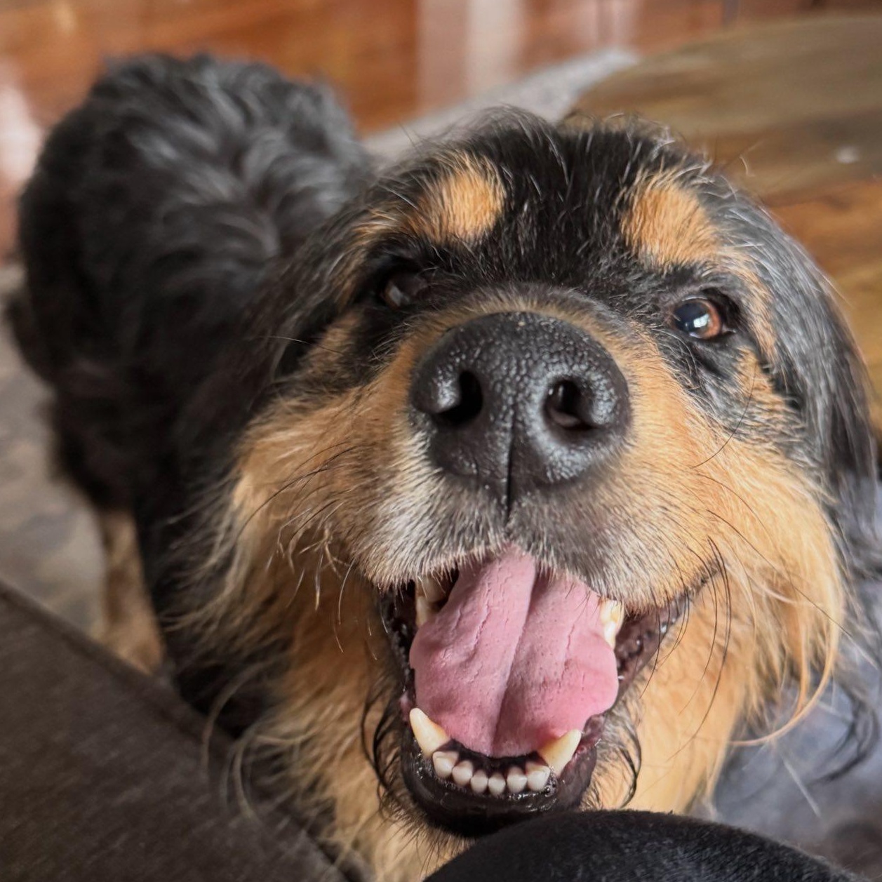 Zeus - Adoption Pending, a ADOPTABLE mixed breed in Hartland, WI image 2/6