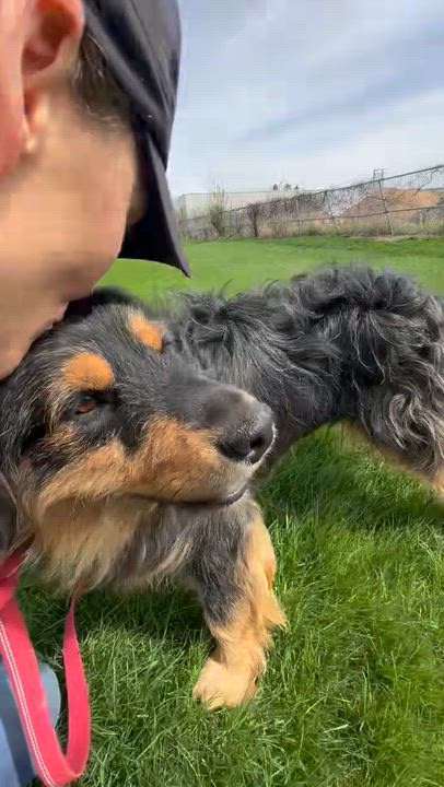 Enlarge Zeus - Adoption Pending, a ADOPTABLE mixed breed in Hartland, WI video 6/6