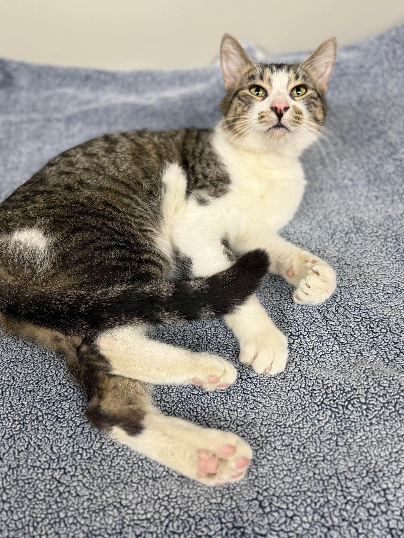 Blade, ADOPTABLE, Young Male Domestic Short Hair.