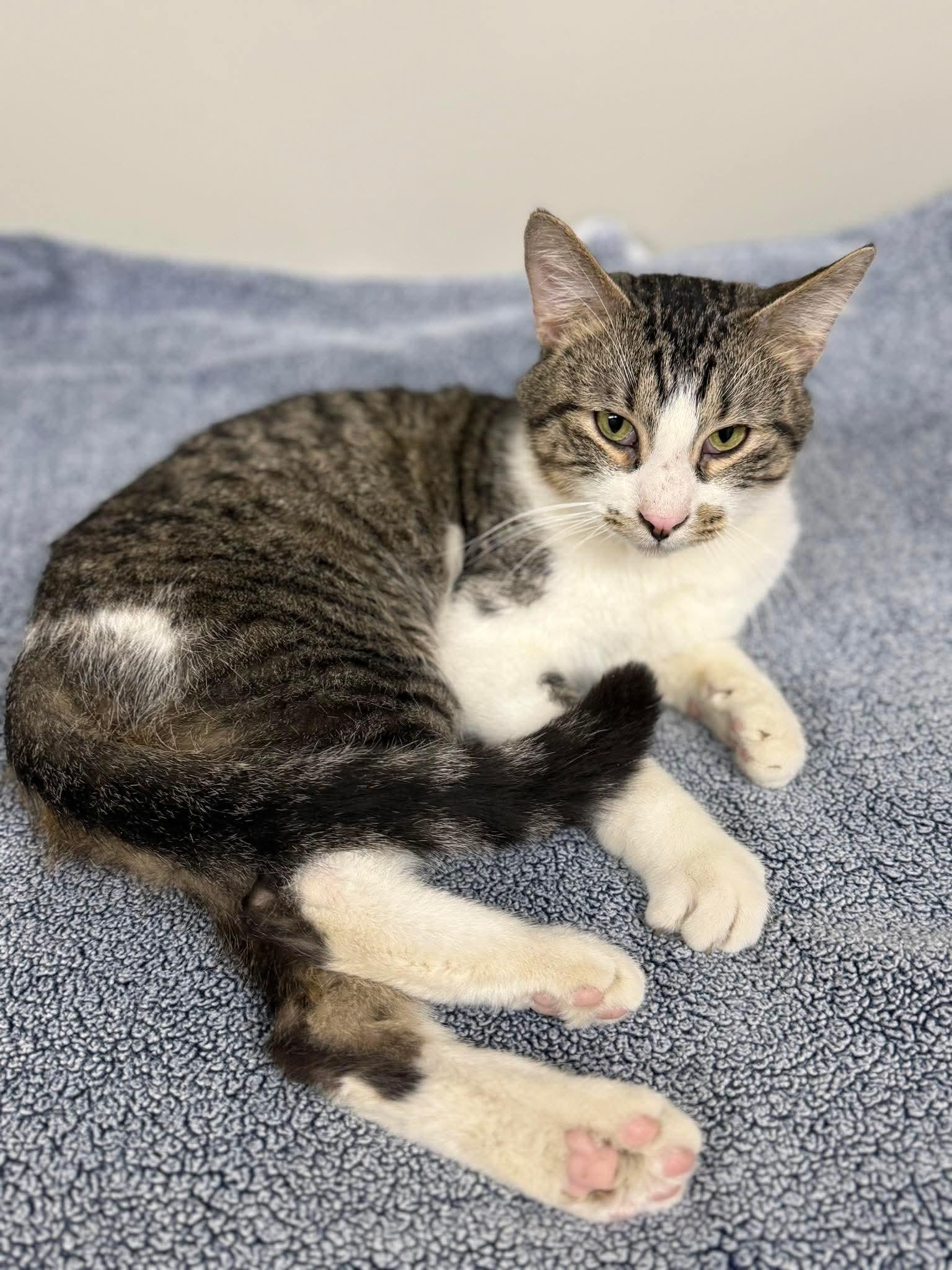 Enlarge Blade, a ADOPTABLE Domestic Short Hair in Massillon , OH image 3/5