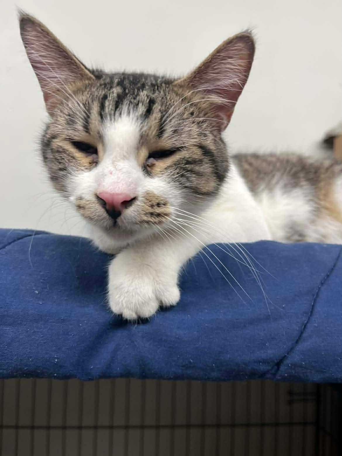 Enlarge Blade, a ADOPTABLE Domestic Short Hair in Massillon , OH image 2/5