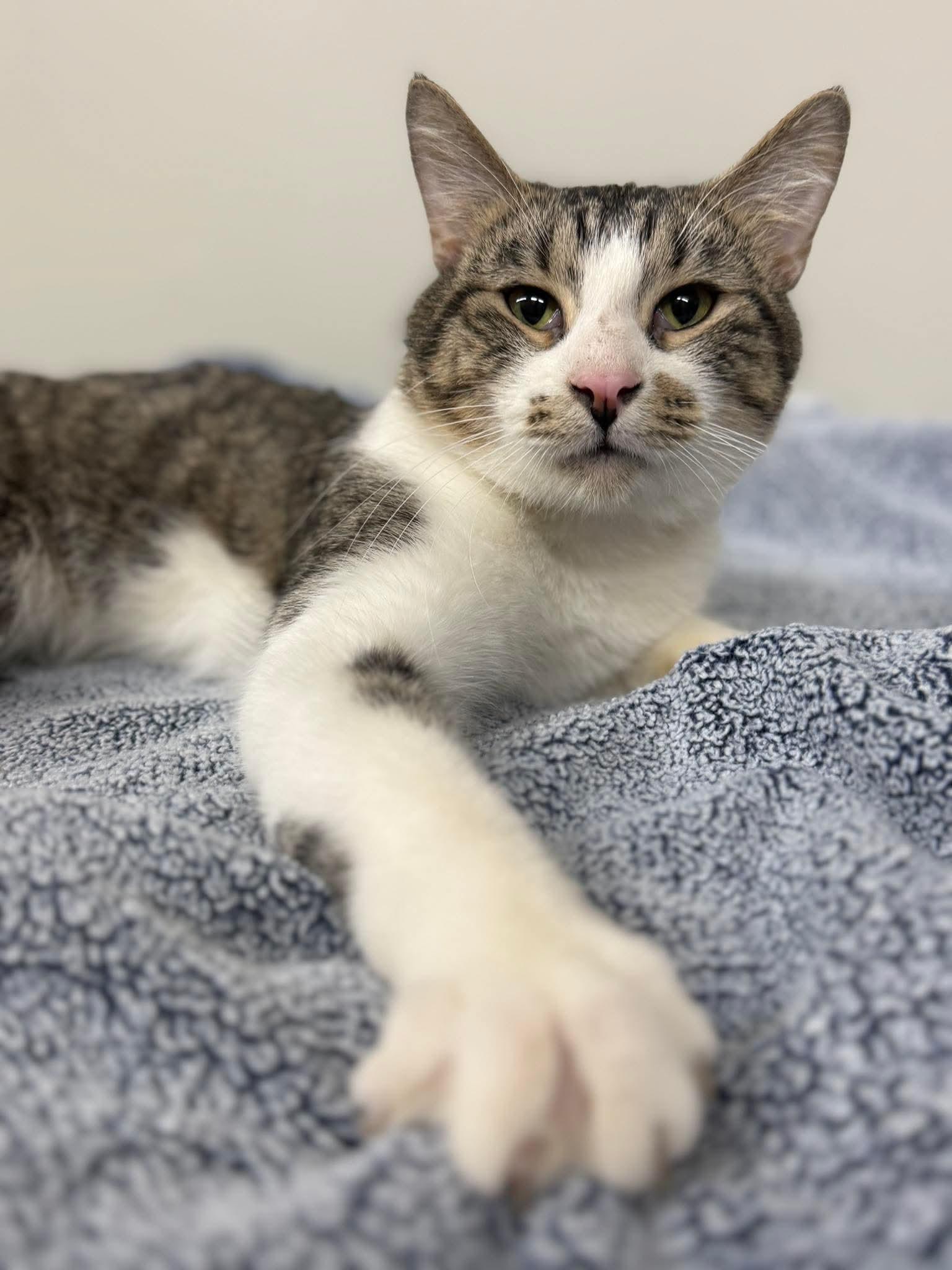 Enlarge Blade, a ADOPTABLE Domestic Short Hair in Massillon , OH image 4/5